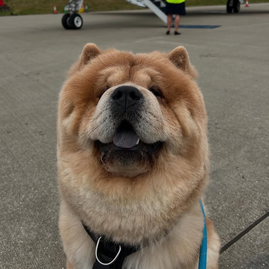 Mochi